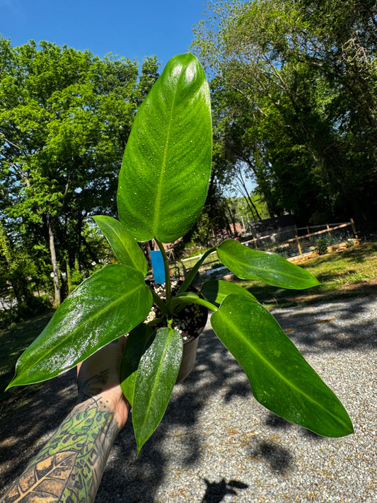 5.5” Philodendron Jose Buono Green