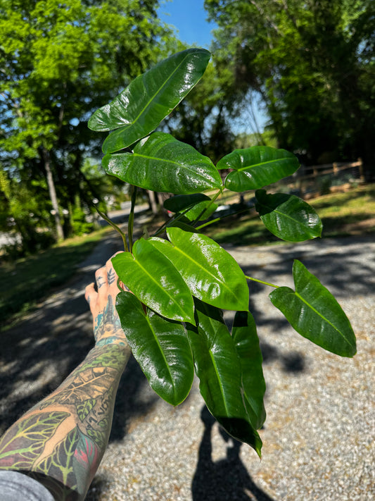 Philodendron Burle Marxe