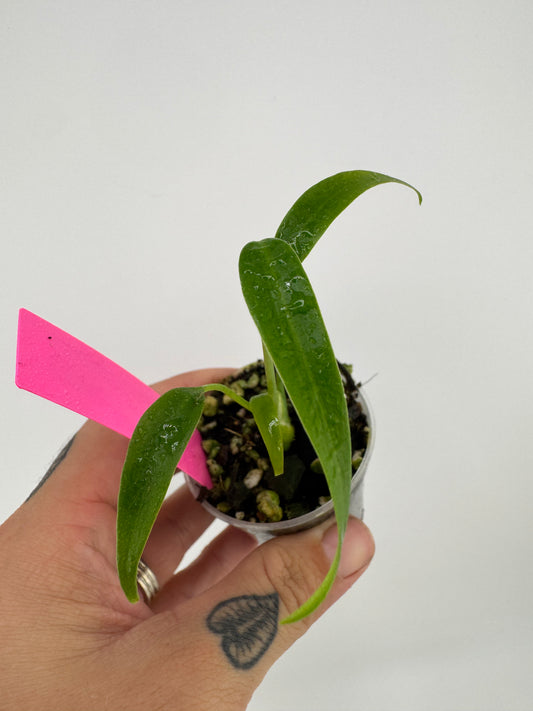 Monstera Burle Marx Flame