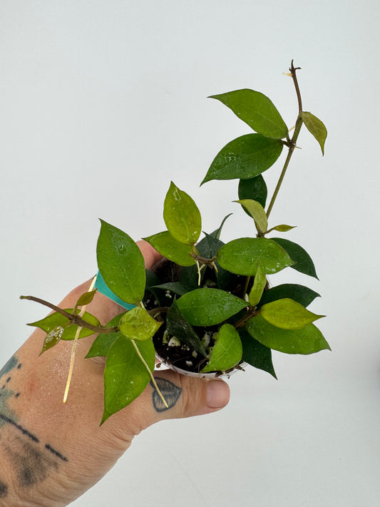 Hoya ‘Rebecca’