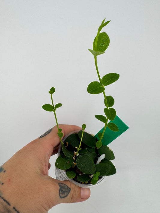 Hoya Cummingiana