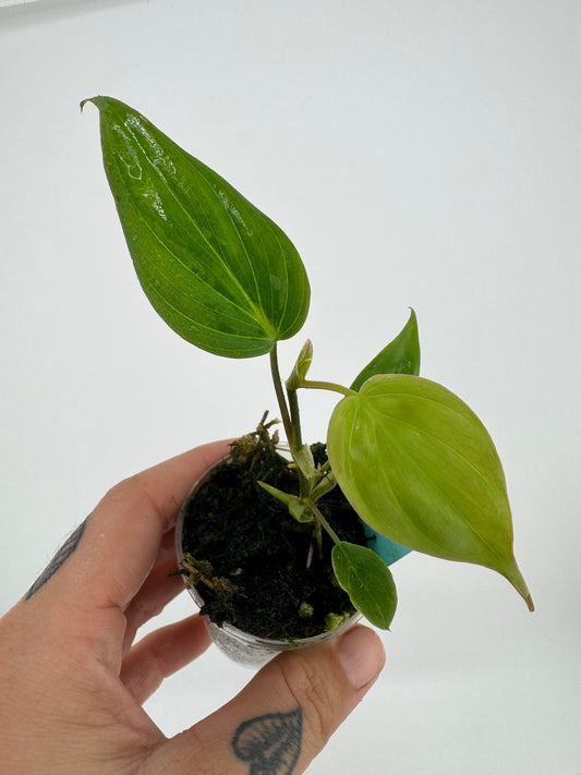 Philodendron micans