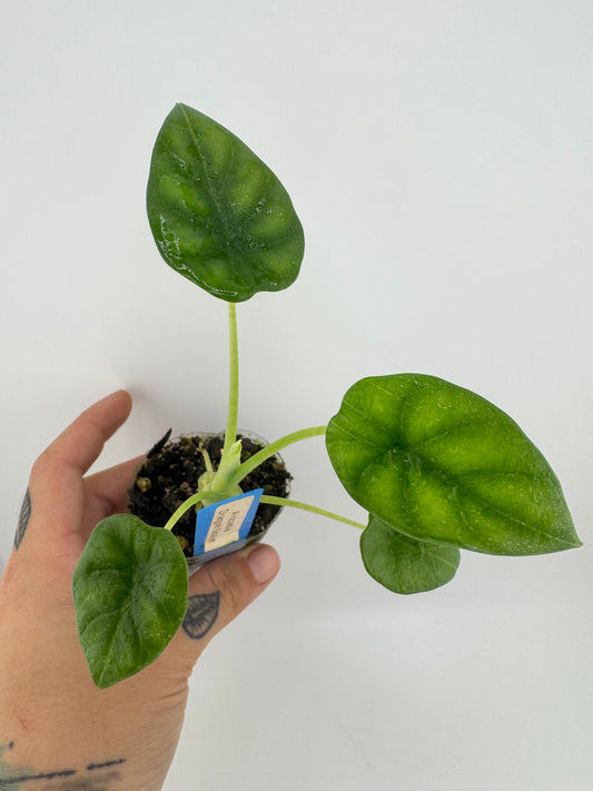 Alocasia Dragon Scale