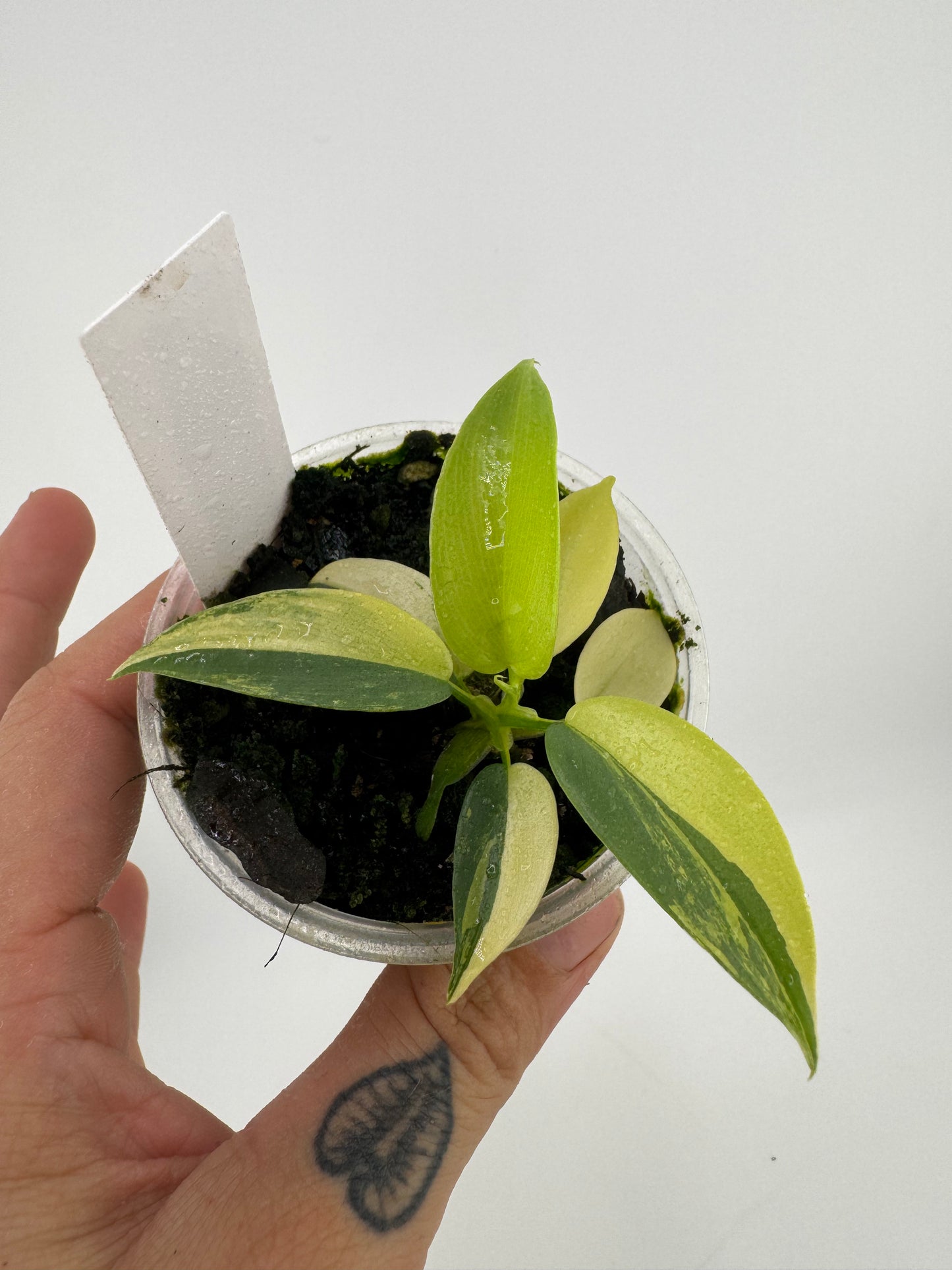 Philodendron Variegated Bipennifolium