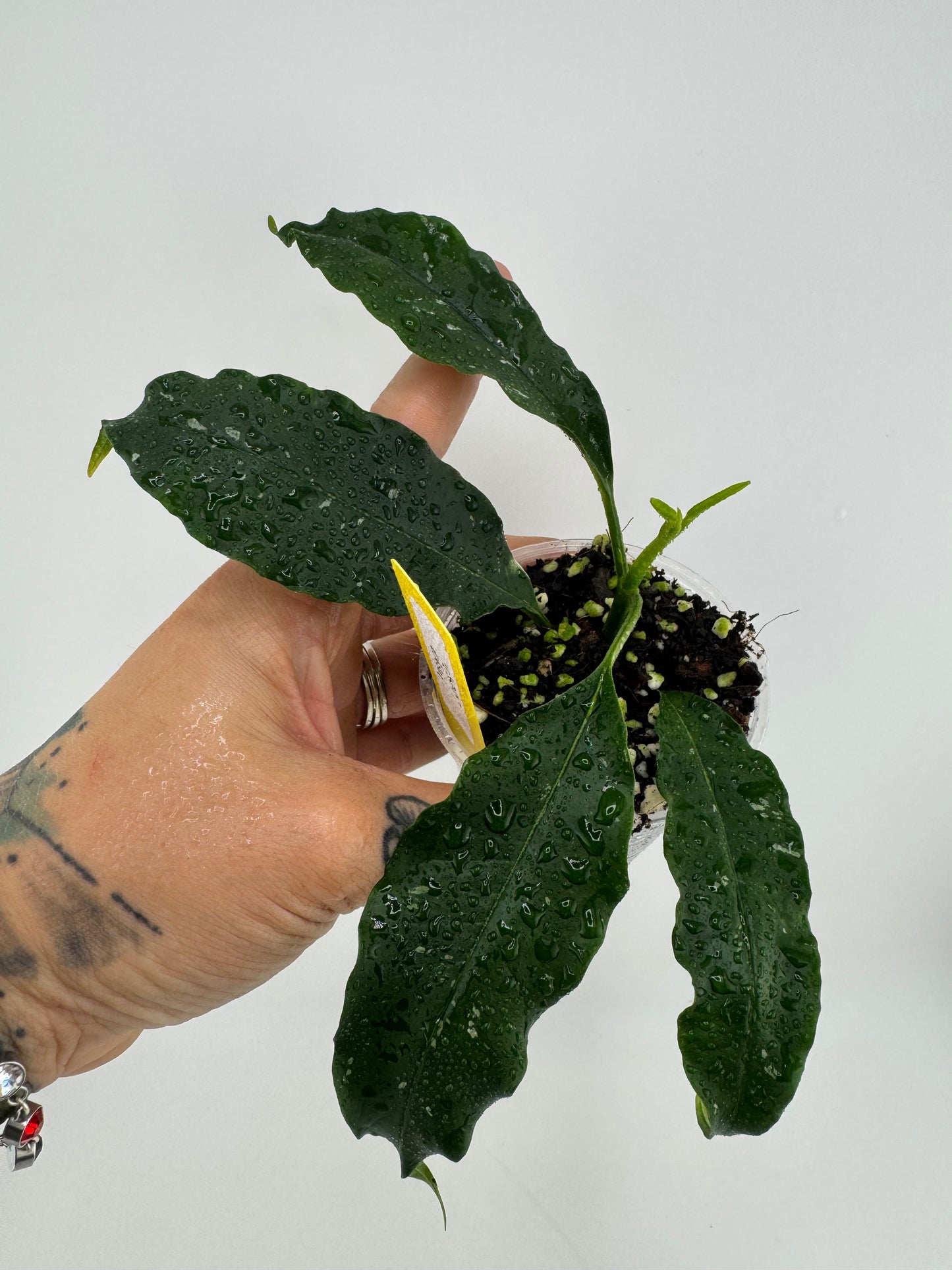 Hoya Lockii