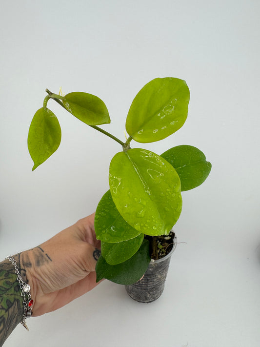 Hoya NO ID
