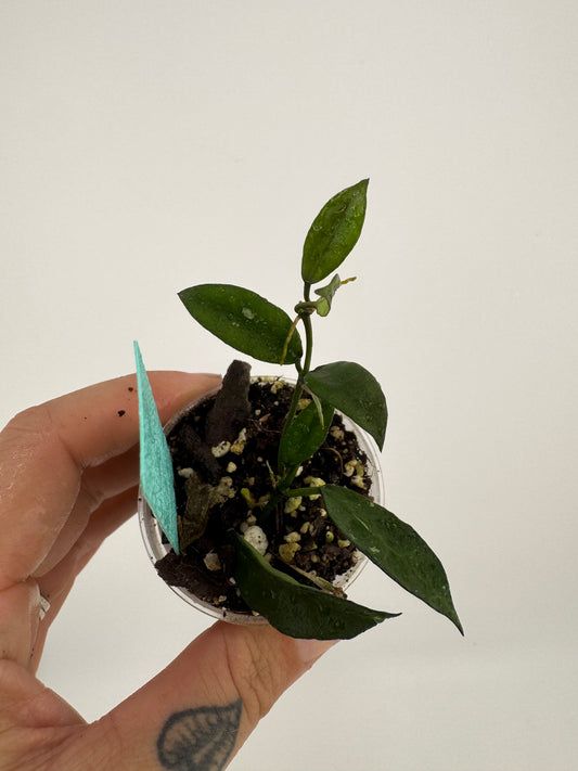 Hoya Lacunosa