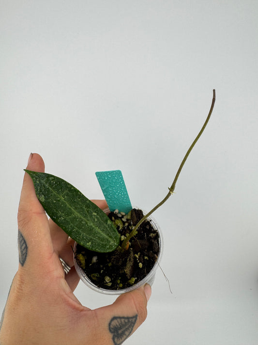 Hoya Wibergiae