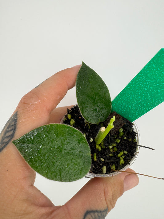 Hoya Madulidii