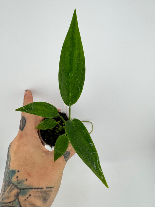 Epipremnum Amplissium