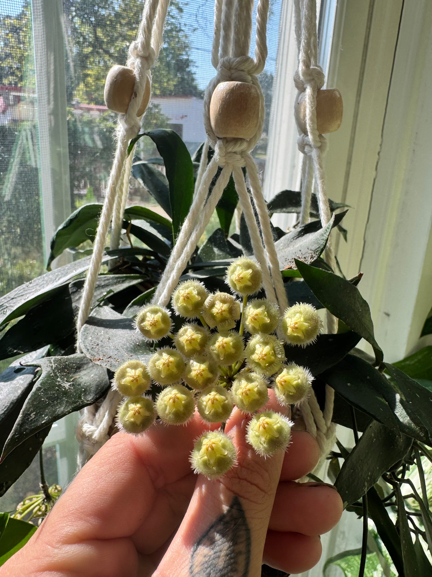 Hoya Mirabilis