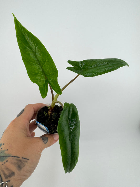 Alocasia Scalprum