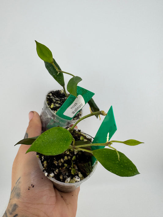 Hoya Walliniana (UT-152)