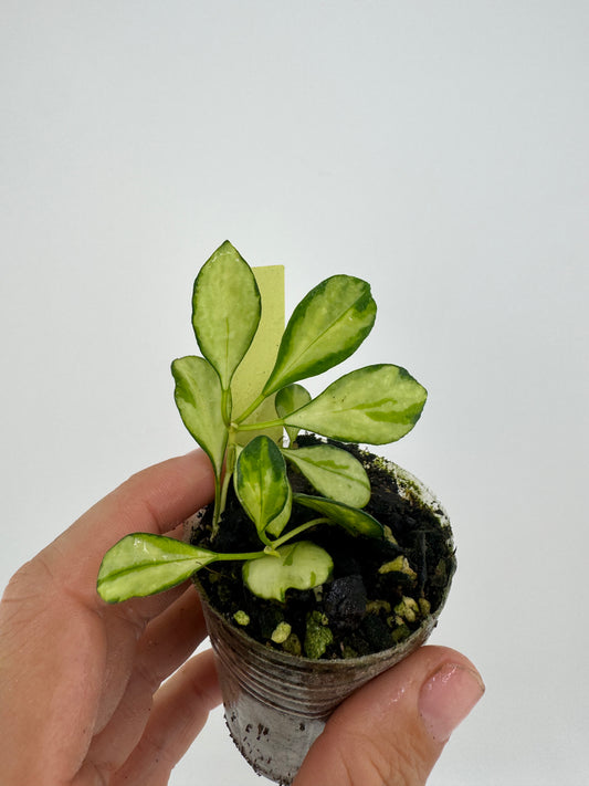 Hoya VAR Huschkeliana