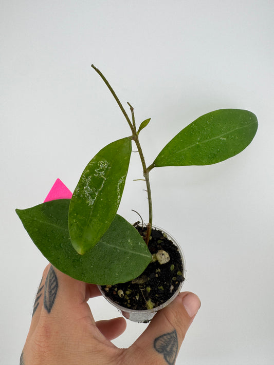 Hoya Mindorensis