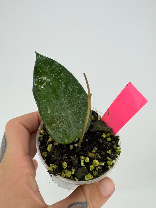 Hoya Erythrostemma ‘Cotton Candy’