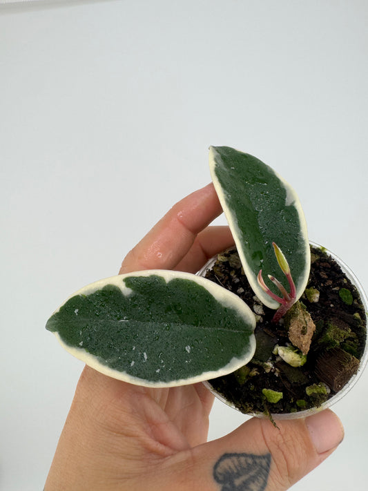 Hoya Carnosa ‘crimson queen’