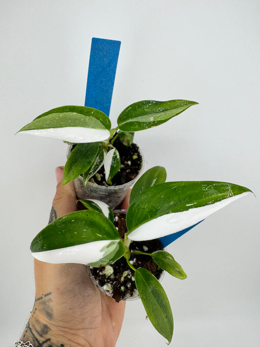 Philodendron White Princess