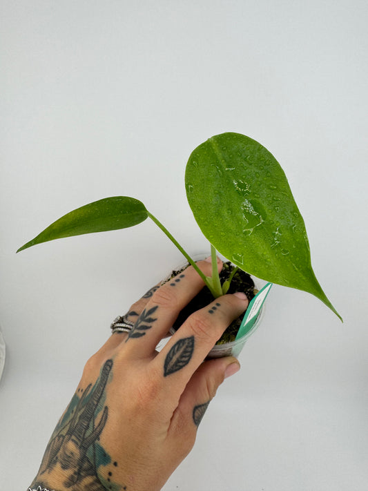 Monstera Green Giant