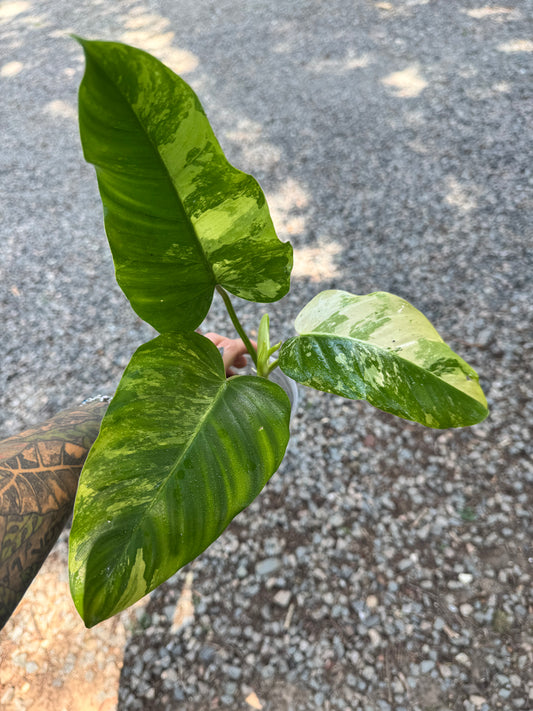 Philodendron Variegated Thai Whipple Way