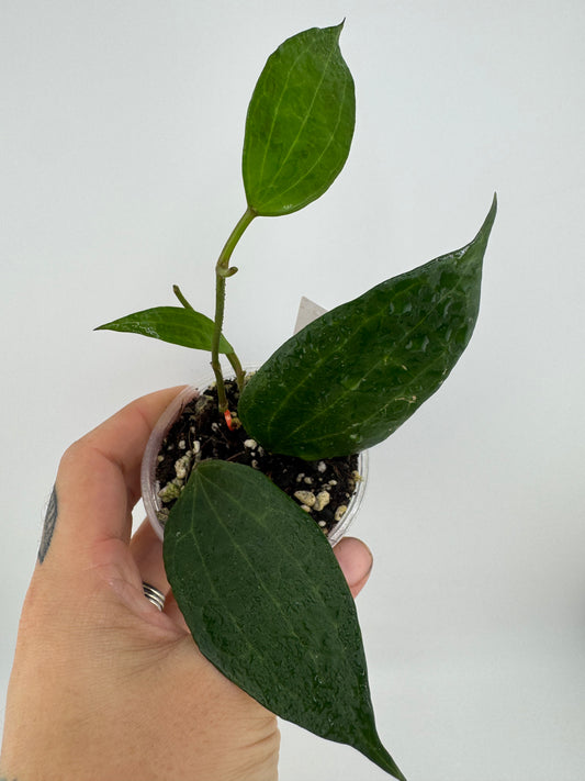 Hoya latifolia (macrophylla) green