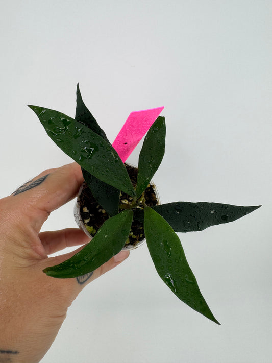 Hoya Mirabilis