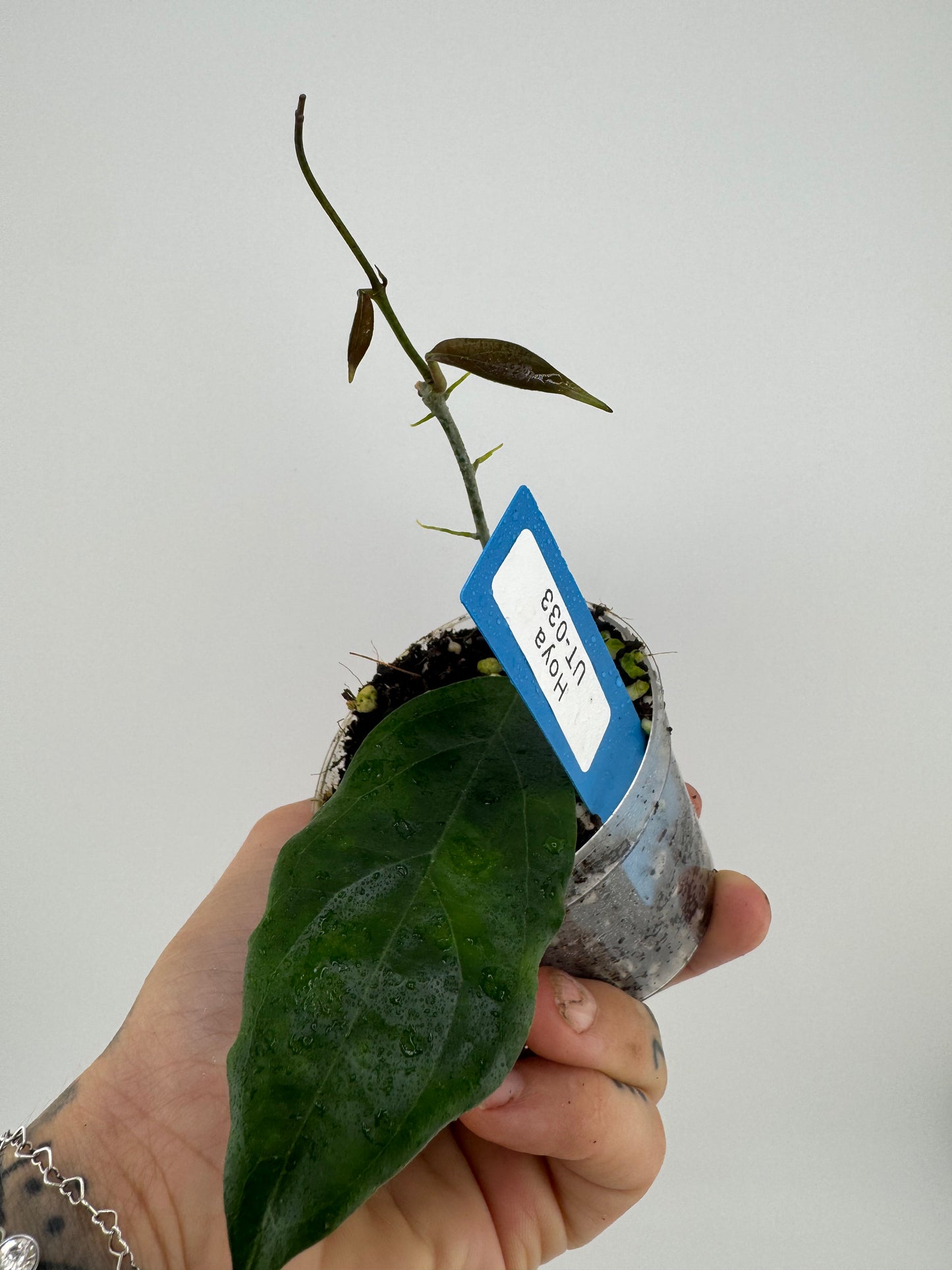 Hoya ‘UT-033’