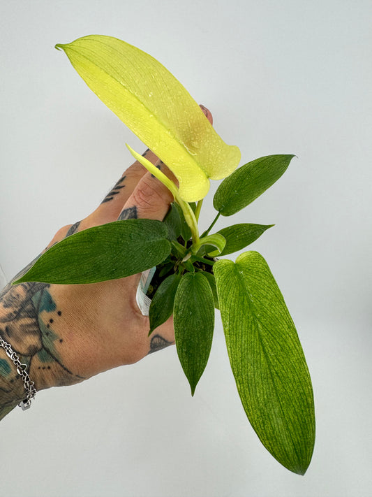 Philodendron Florida Ghost