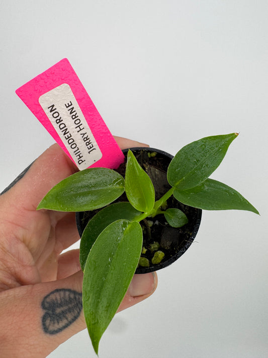 Philodendron Jerry Horne