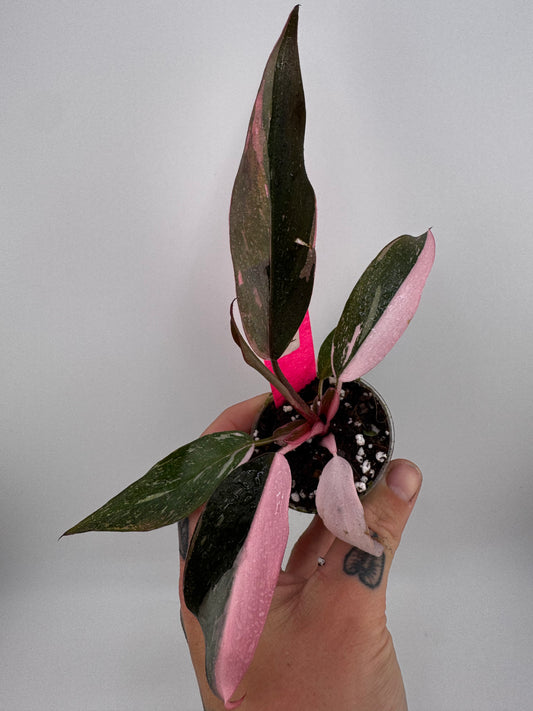 Philodendron Pink Princess marble