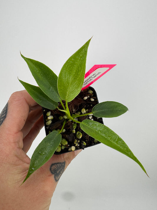 Philodendron Spiritus Sancti