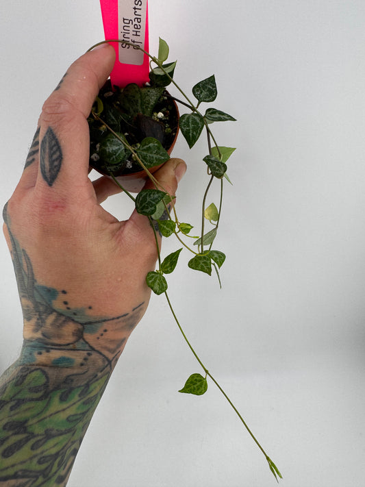 String of Hearts