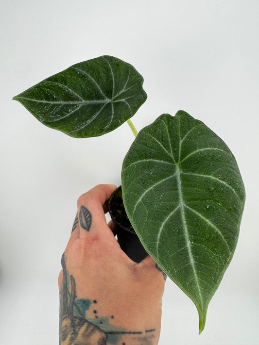 Alocasia Maharni
