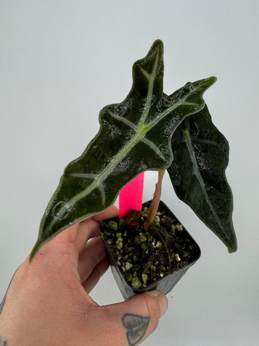 Alocasia Nobilis