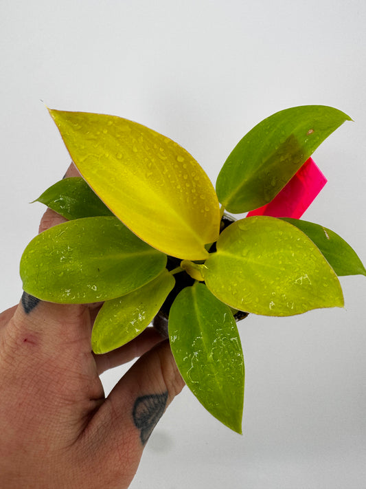 Philodendron variegated Green Congo nuclear full moon