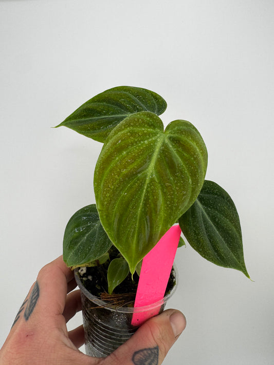 Philodendron El Choco Red