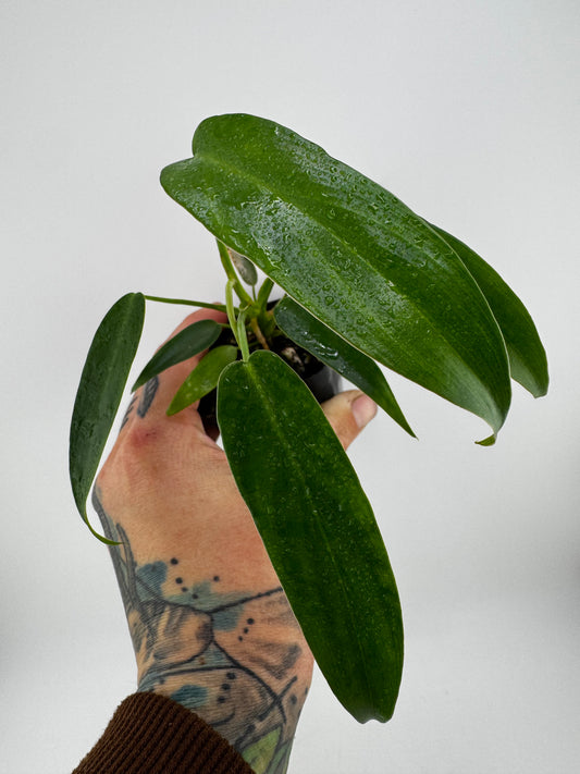 Philodendron Longilobotum/Leylani Miyano