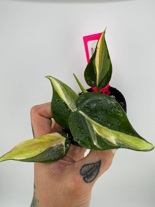 Philodendron Heartleaf ‘Silver Stripe’