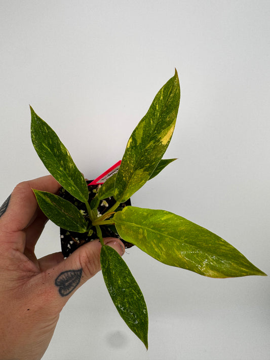 Philodendron variegated Ring of Fire