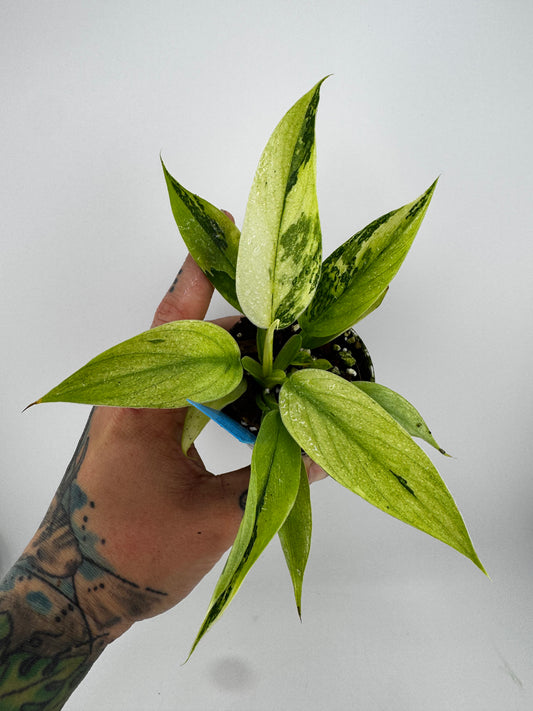 Philodendron Jose Buono