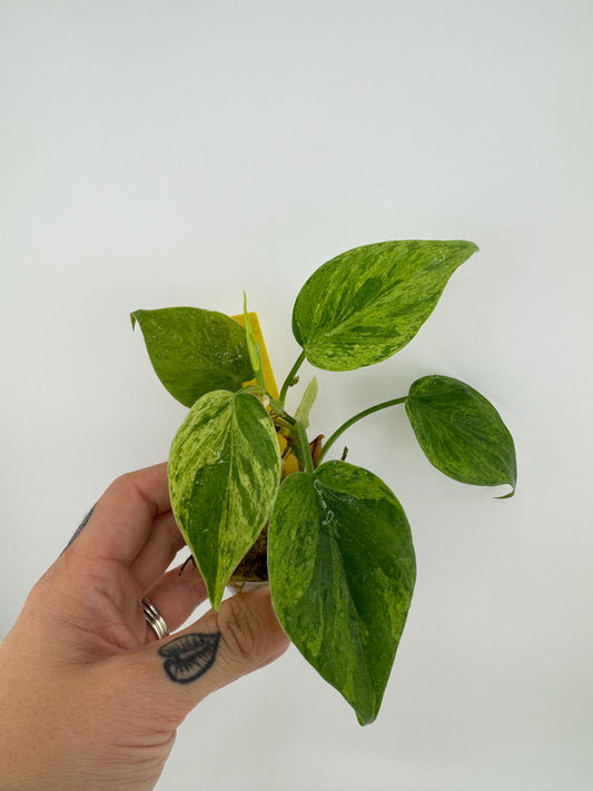 Philodendron Heartleaf Variegated