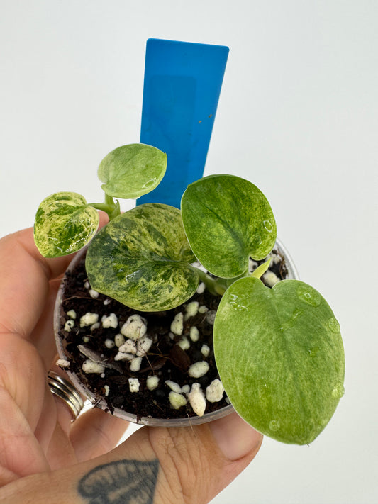 Scindapsus Variegated Mangurai