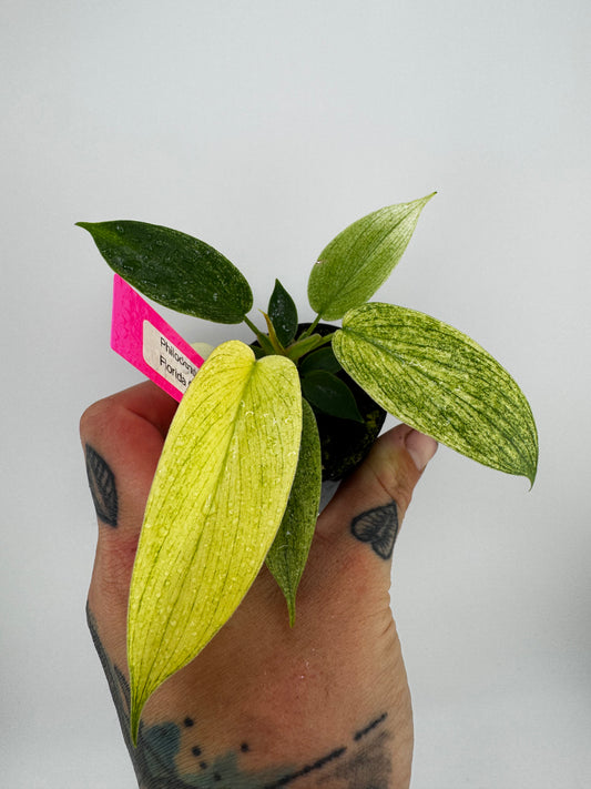 Philodendron Florida Ghost