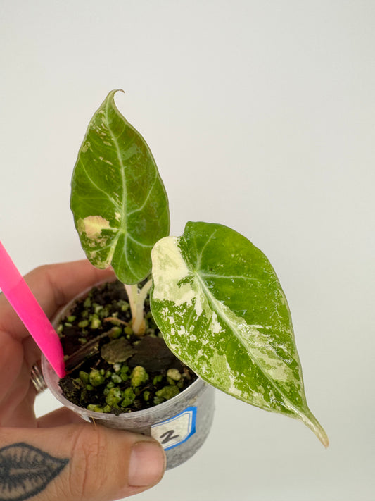 Alocasia Black Velvet Pink/Albo variegated #2