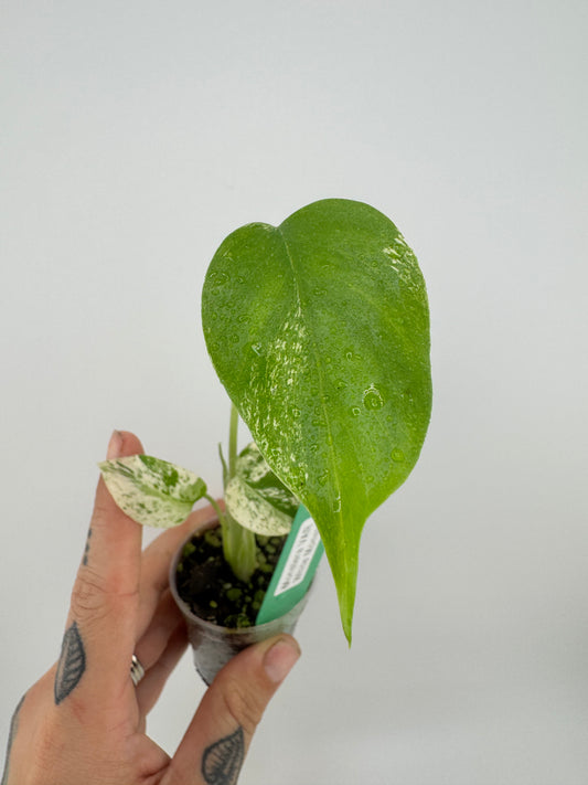 Monstera Deliciosa Mint ‘white monster’ Variegated