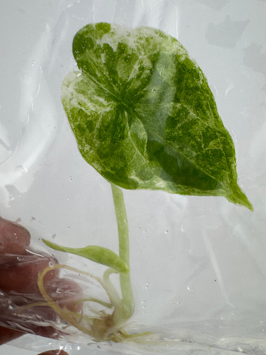 Alocasia Dragon Scale Variegated Albo ‘Galaxy’ Tissue Culture Plant #45