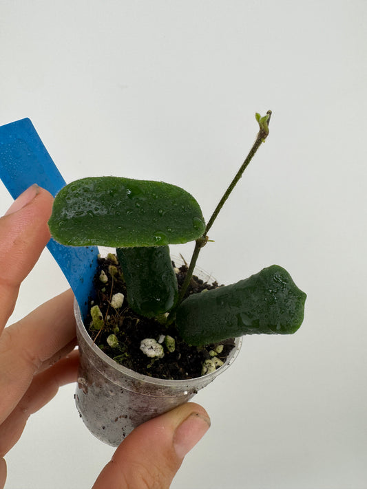 Hoya Rotundiflora