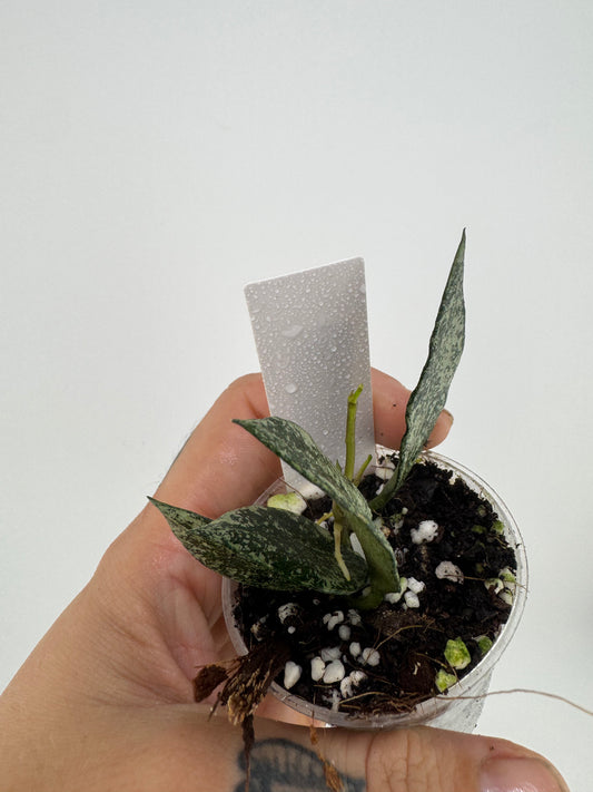 Hoya lacunosa ‘silver’