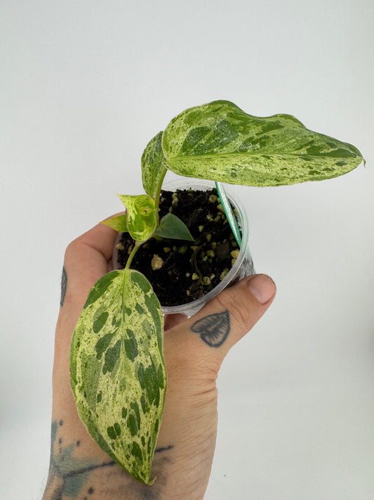 Philodendron Paraiso Verde