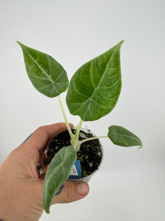 Alocasia Maharni